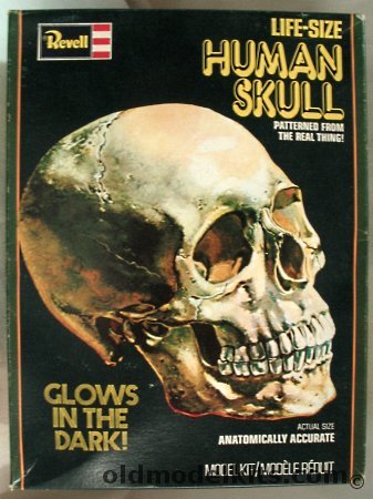 Revell 1/1 Life-Size Human Skull Glow in the Dark, H904 plastic model kit